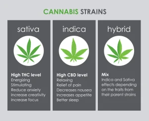 Cannabis strains infographic showing Sativa, Indica, and Hybrid effects and THC/CBD levels.